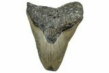 Fossil Megalodon Tooth - North Carolina #319921-1